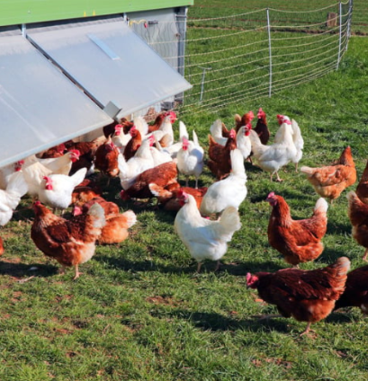 鶏の飼育場のイメージ